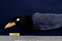臺灣藍鵲藏品圖，第2張